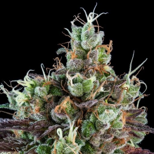 Auto Sour Ripper fem. Ripper Seeds