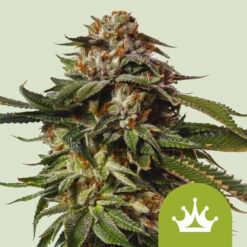 Auto Special Queen fem. Royal Queen