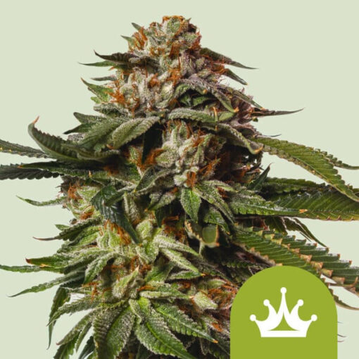 Auto Special Queen fem. Royal Queen