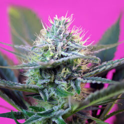 Auto + Speed 3+1 u. fem. Sweet Seeds Promo Aniversario