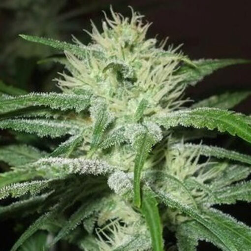 Auto Speed Bud fem. Female Seeds