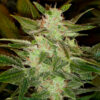 Auto Speed Haze   3 u. fem. Black Skull Seeds