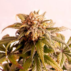 Auto Speedy Boom. Kannabia Seeds