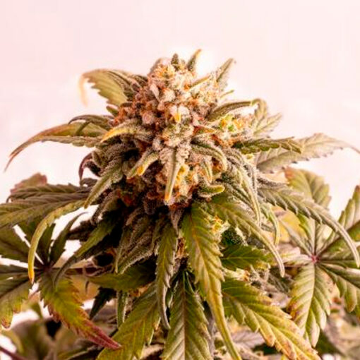 Auto Speedy Boom. Kannabia Seeds