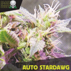 Auto Stardawg fem. Black Skull Seeds