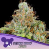 Auto Sticky Boof   3 u. fem Anesia