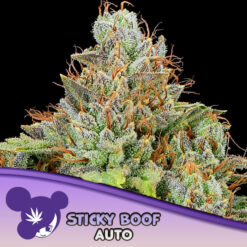 Auto Sticky Boof   3 u. fem Anesia