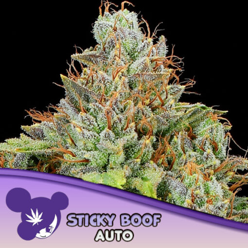 Auto Sticky Boof   3 u. fem Anesia