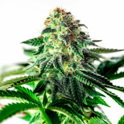 Auto Sticky Dream fem. Positronics Seeds