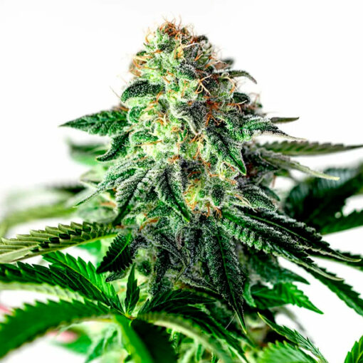 Auto Sticky Dream fem. Positronics Seeds