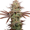 Auto Sticky Fingers fem. Seedstockers