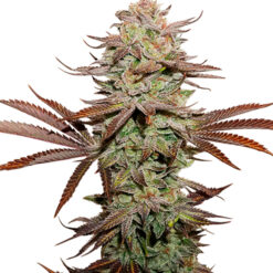 Auto Sticky Fingers fem. Seedstockers