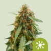 Auto Sticky Queen   1 u. fem. Royal Queen
