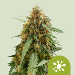 Auto Sticky Queen   1 u. fem. Royal Queen