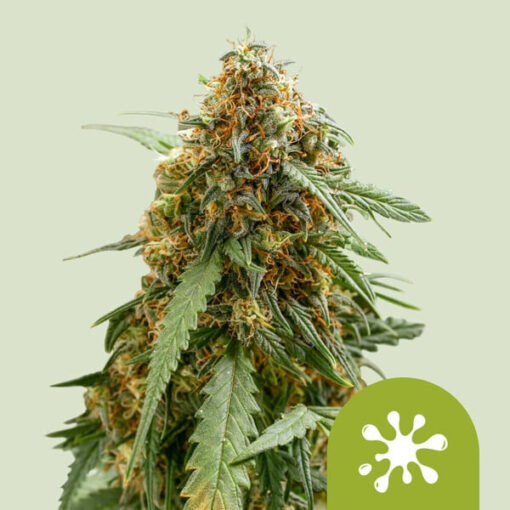 Auto Sticky Queen   1 u. fem. Royal Queen
