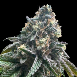 Auto StrawBilbo Banana fem. Genehtik