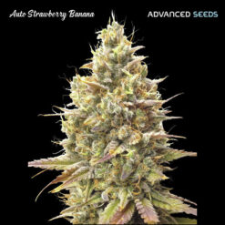 Auto Strawberry Banana fem. Advanced Seeds