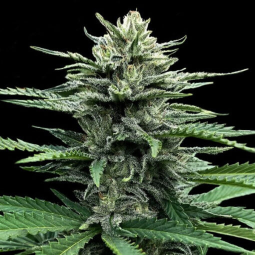 Auto Strawberry Banana fem. DNA Genetics