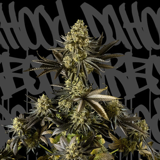 Auto Strawberry Cream. DaHood Urban Seeds
