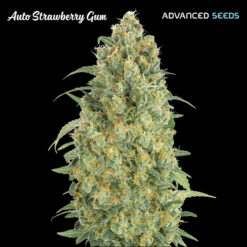 Auto Strawberry Gum fem. Advanced Seeds