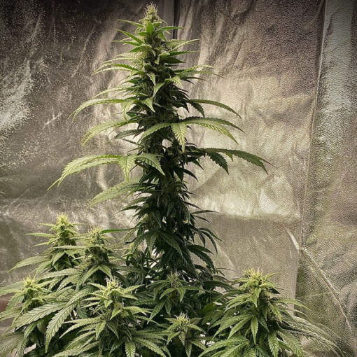 Auto Strawberry Shortcake 3 u. fem Pure Instinto