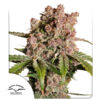 Auto Strawberry Soda  7 u. fem. Dutch Passion
