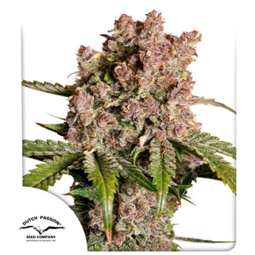 Auto Strawberry Soda  7 u. fem. Dutch Passion