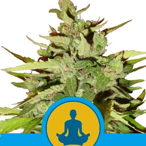 Auto Stress Killer CBD fem. Royal Queen