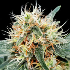 Auto Stromboli fem. Paradise Seeds