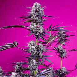 Auto Studio 54 Stardust  fem. Sweet Seeds