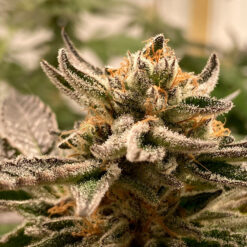Auto Sublimator fem. R-Kiem Seeds