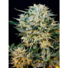Auto Sugar Gom fem. Grassomatic