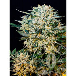 Auto Sugar Gom fem. Grassomatic