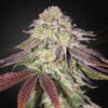 Auto Sugarlato fem. Green House