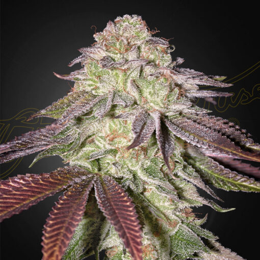 Auto Sugarlato fem. Green House