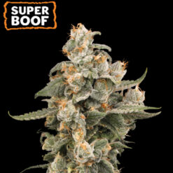 Auto Super Boof  fem.  1 u. Seedstockers Superior