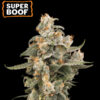Auto Super Boof  fem.  3 u. Seedstockers Superior