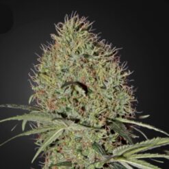 Auto Super Bud fem. Green House