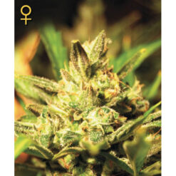 Auto Super Critical fem. Green House