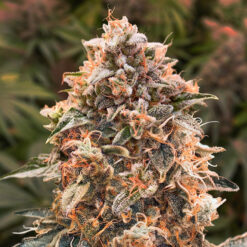 Auto Super Glue #4 High Speed Buds
