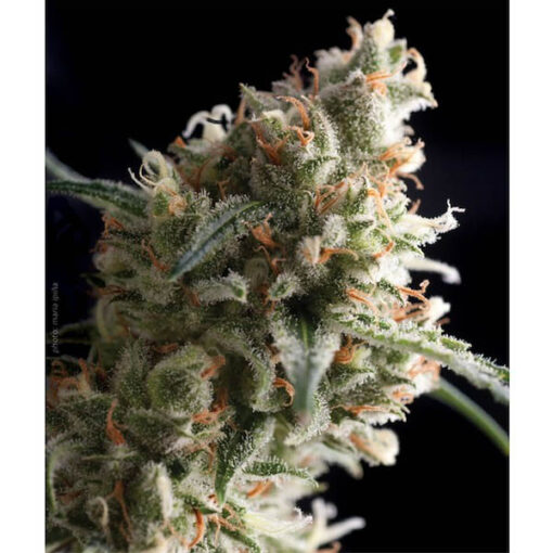 Auto Super Hash fem. Pyramid Seeds