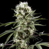 Auto Super Lemon Haze fem. Green House