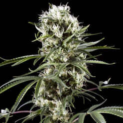 Auto Super Lemon Haze fem. Green House
