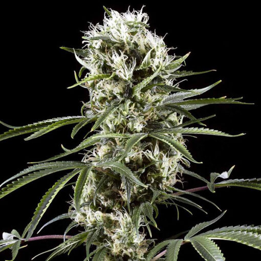 Auto Super Lemon Haze fem. Green House