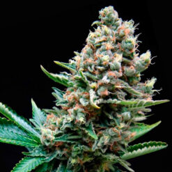 Auto Super OG Kush fem. Pyramid Seeds