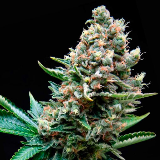 Auto Super OG Kush fem. Pyramid Seeds