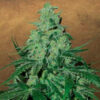 Auto Super Skunk fem. Garden of Green Seeds