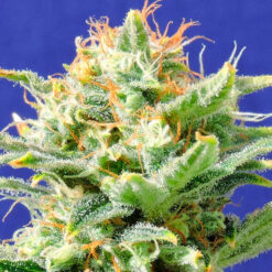 Auto Super Skunk fem. Original Sensible
