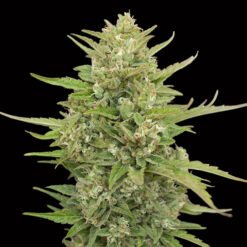 Auto Super Skunk fem. 00 Seeds