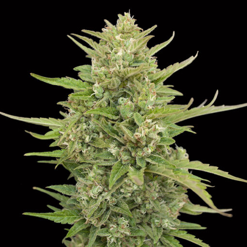 Auto Super Skunk fem. 00 Seeds
